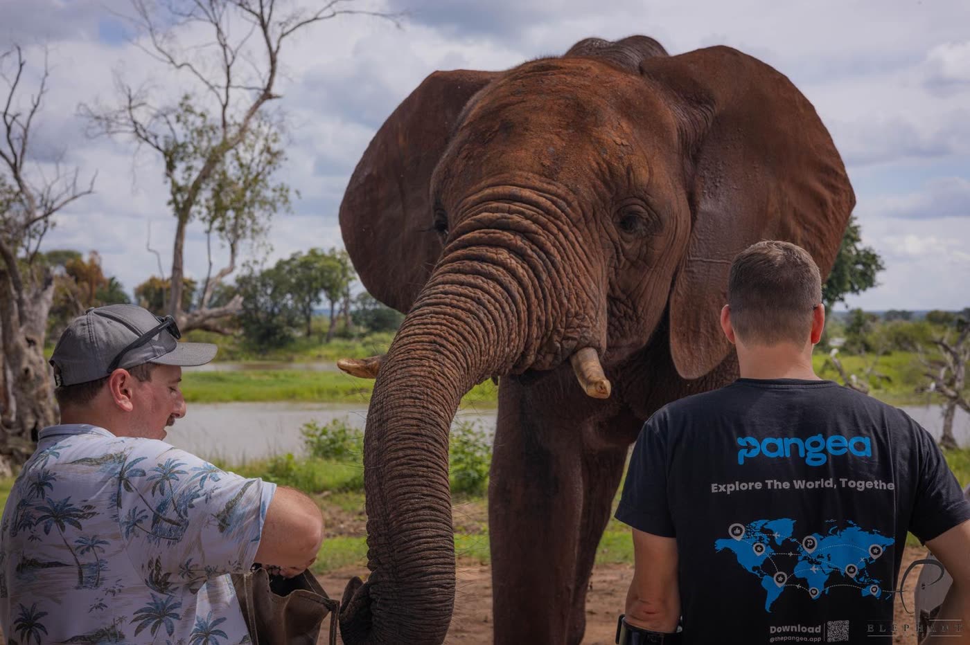 Pangea travelers meeting an elephant up close on the Victoria Falls trip